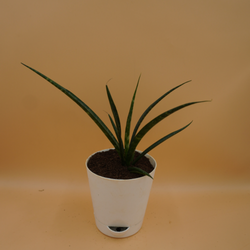 Sansevieria bacularis Plant Sapling