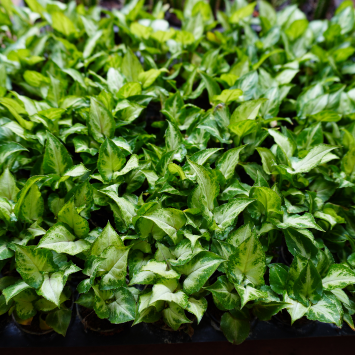 Syngonium Red Vein Plant Sapling