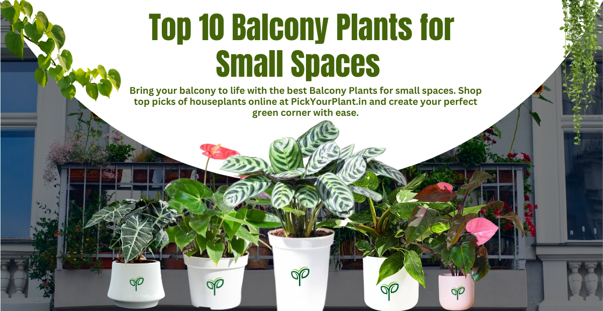 Top 10 Balcony Plants for Small Spaces in 2025