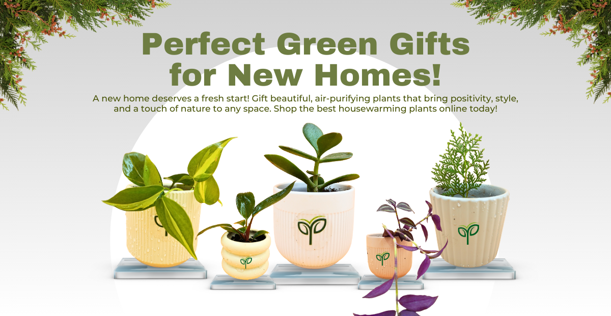10 Plants That Make Perfect Housewarming Gifts Online