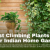 Best Climbing Plants for Your Indian Home Garden