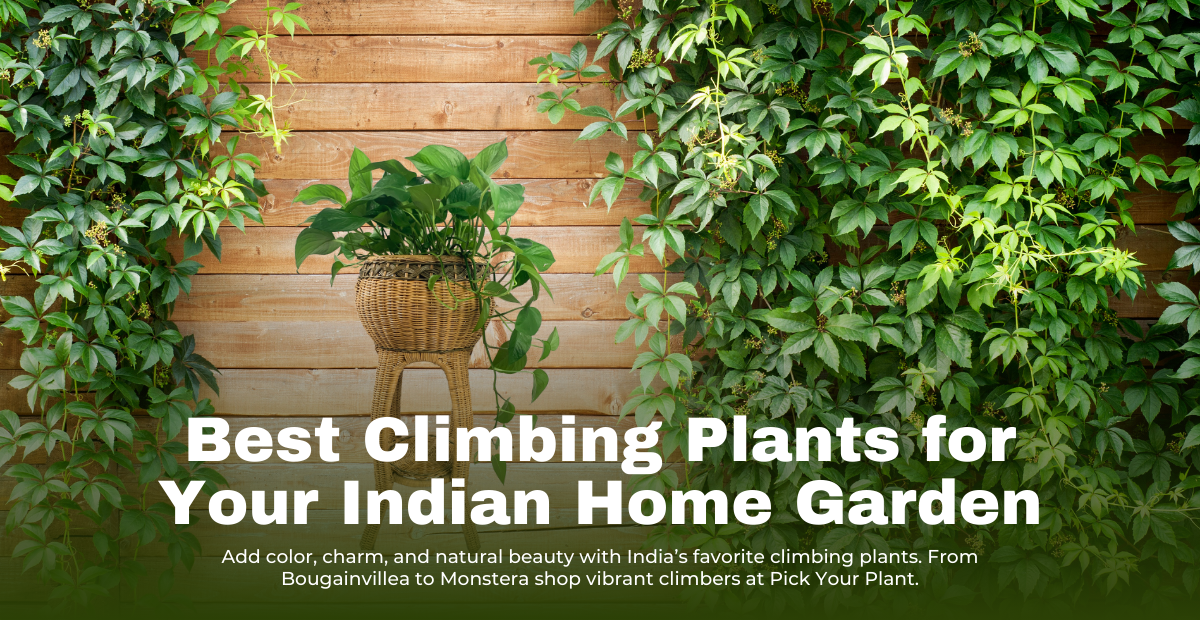 Best Climbing Plants for Your Indian Home Garden