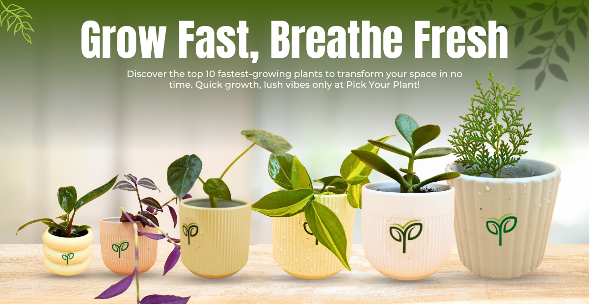 Top 10 Fastest Growing Plants Available at Pick Your Plant