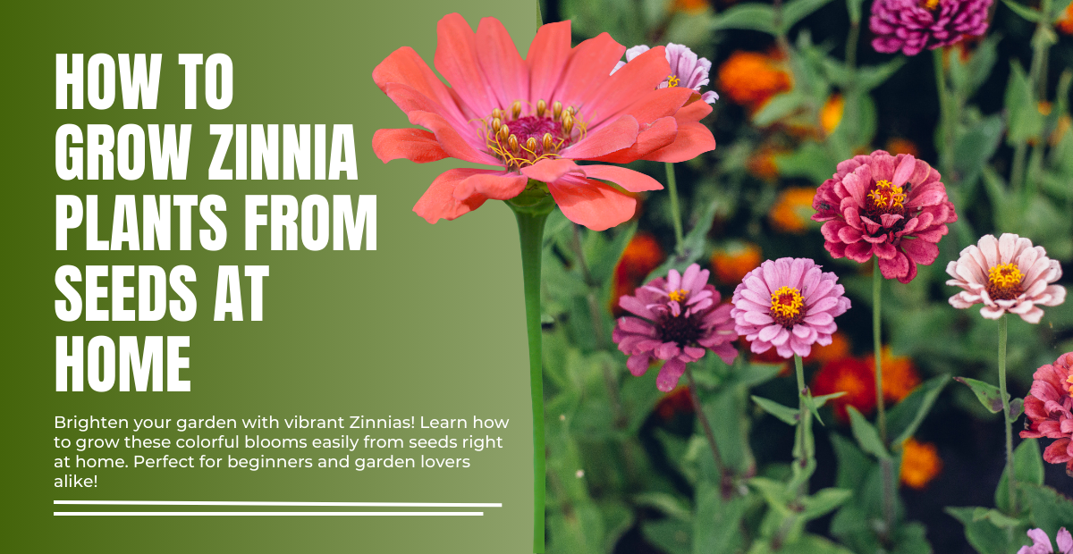 How to Grow Zinnia Plant from Seeds at Home in 2025