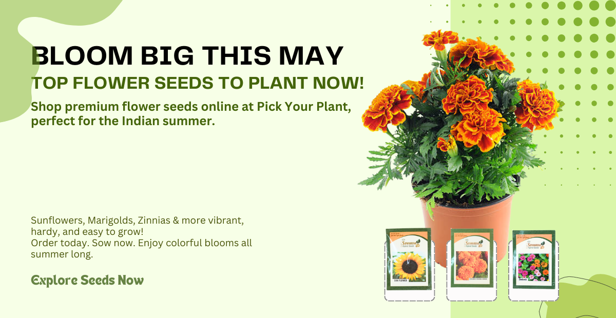 Best Flower Seeds to Grow in May: Top Picks from Pick Your Plant in 2025