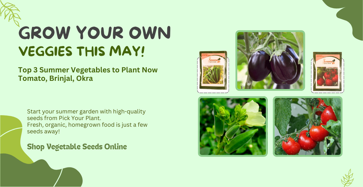 Best Vegetable seeds online to grow in May in 2025