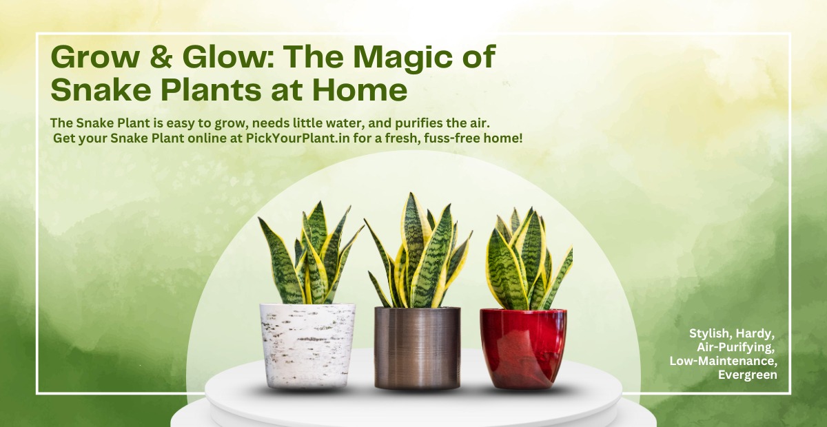 How to Grow Snake Plant at Home in 2025
