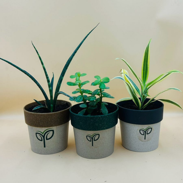 Ecofriendly Stylish Pot 4-Inch