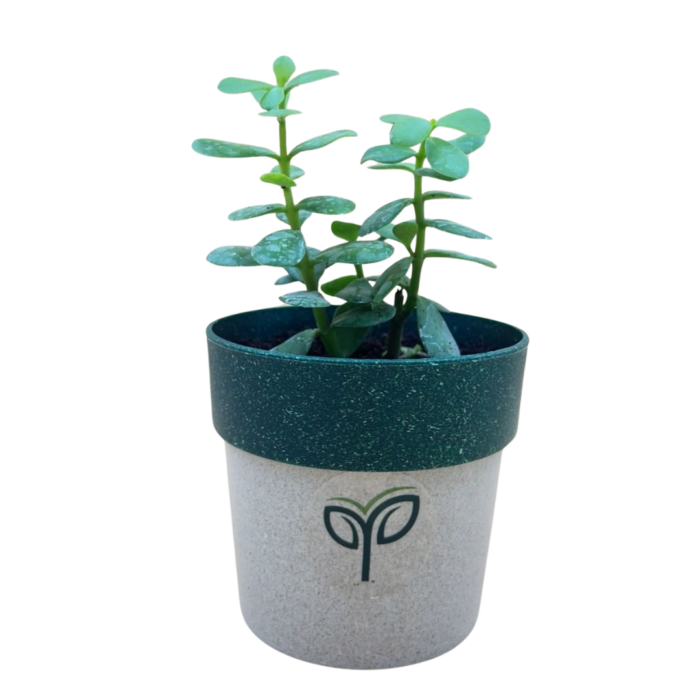 A close-up of a small plant in an eco-friendly stylish pot, featuring a speckled light grey base and a dark green rim, with the "Pick Your Plants" logo prominently displayed on the front.