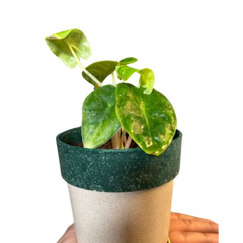 Alocasia Pink dragon plant sapling