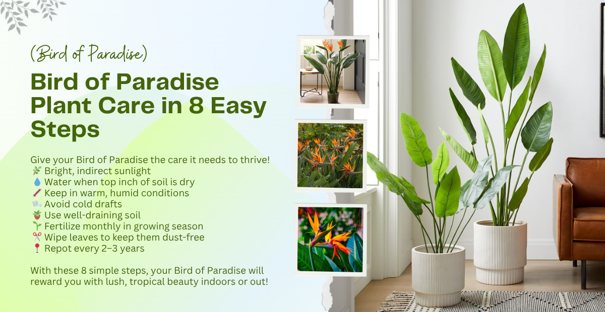 Bird of Paradise Plant Care in 8 Steps