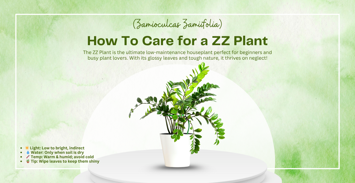 How to Care for a ZZ Plant in 2025