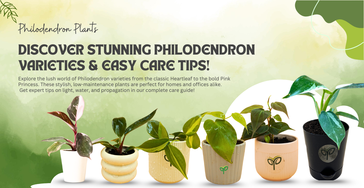 Varieties of Philodendron Plants and Its Care Guide in 2025