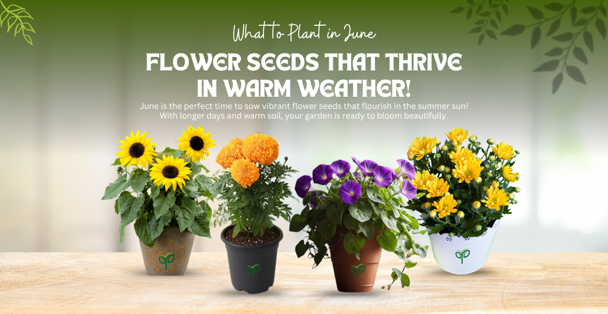 Best 4 Flower Seeds to Grow in June