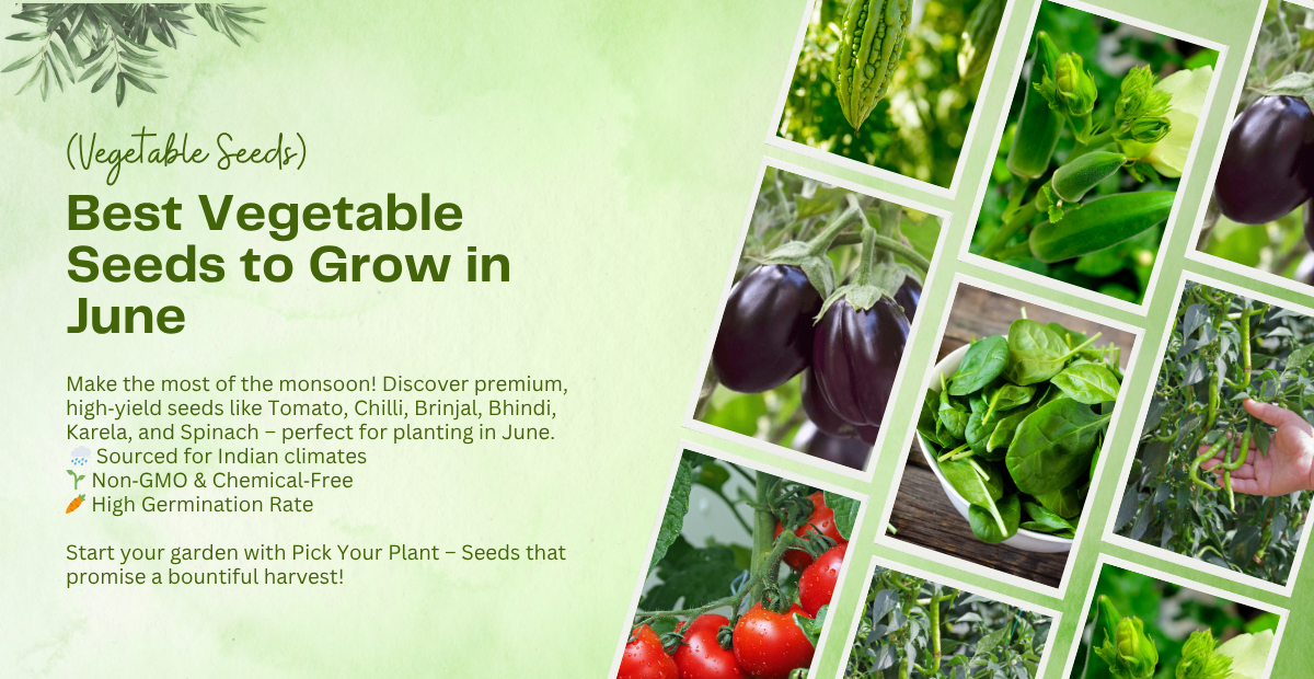 Top 6 Best Vegetable Seeds to Grow in June