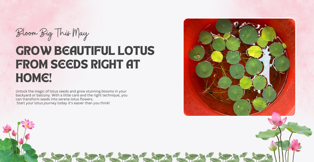 How to Grow lotus Seeds at Home in 2025