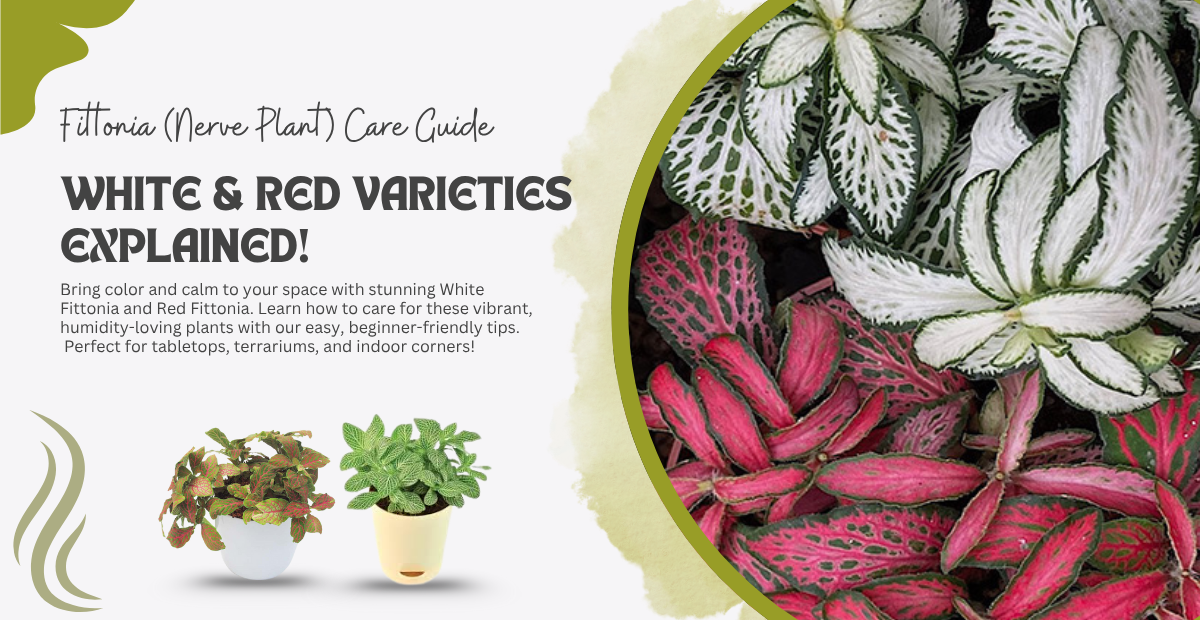 Fittonia Plant (Nerve Plant) Care Guide in 2025.