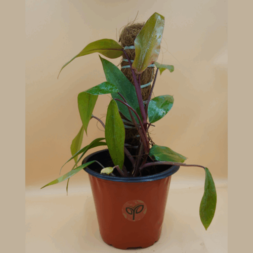 A vibrant Philodendron Red Emerald plant sapling with lush green leaves and deep red stems, potted in a brown container with a coco coir pole, set against a plain background.