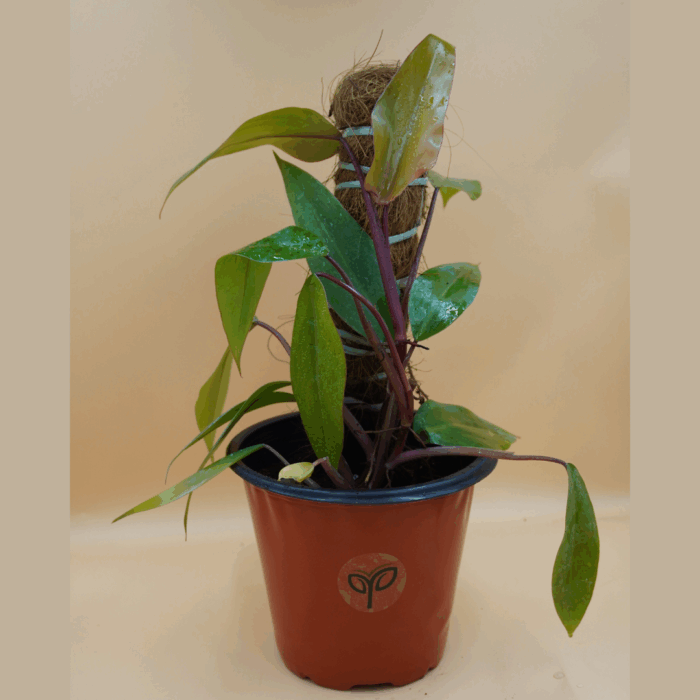 A vibrant Philodendron Red Emerald plant sapling with lush green leaves and deep red stems, potted in a brown container with a coco coir pole, set against a plain background.