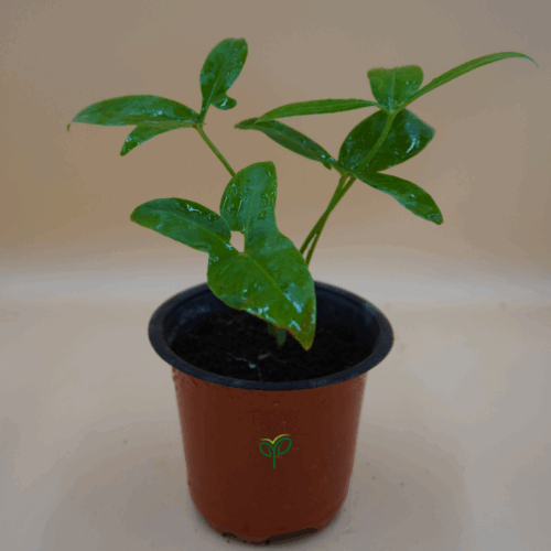 A Philodendron Goeldii plant sapling with glossy green, finger-like leaves, showing water droplets, planted in a basic brown plastic pot, against a plain background.