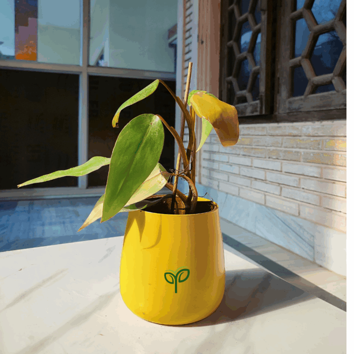 A vibrant Philodendron Red Emerald plant sapling with green and reddish leaves, potted in a bright yellow pot featuring the green "Pick Your Plant" logo, placed on a white marble surface near a window with a brick wall in the background.