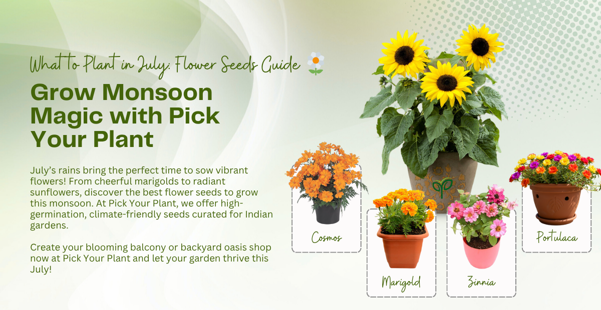 Top 5 Flower Seeds in July Guide by Pick Your Plant