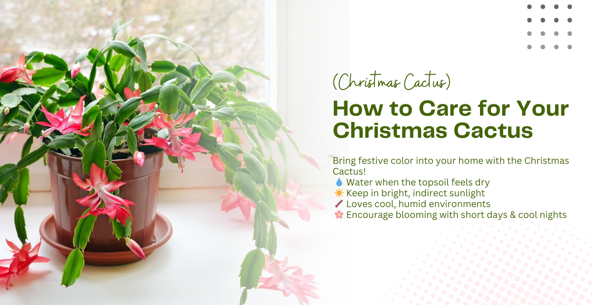The Magic of Christmas Cactus: A Living Holiday Gift