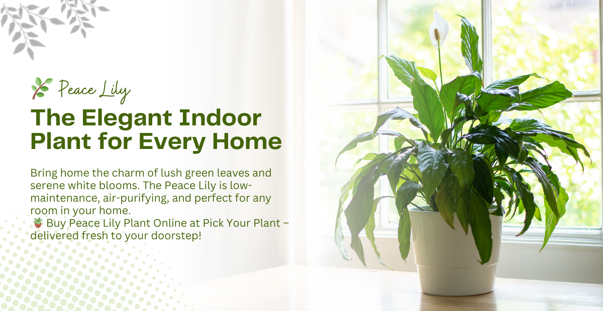 How to Care for a Peace Lily Plant