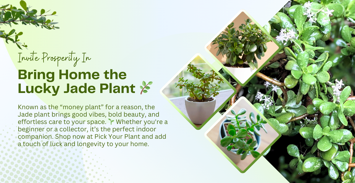 Jade Plant Perfect Indoor Companion