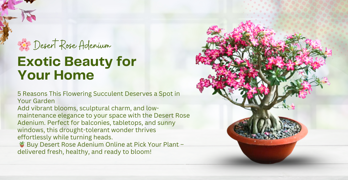 5 Reasons to Grow Desert Rose Adenium at Home