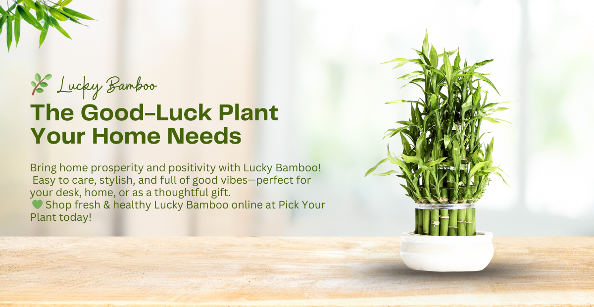 Lucky Bamboo: Low-Maintenance For Your Home