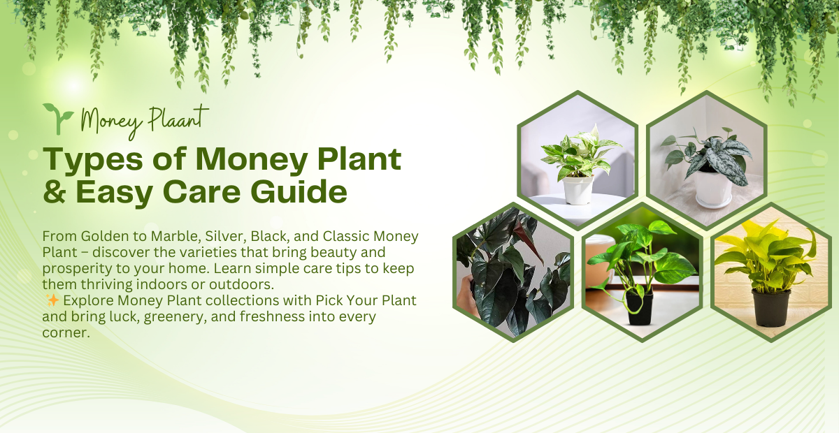 5 Types of Money Plants and Their Care Guide