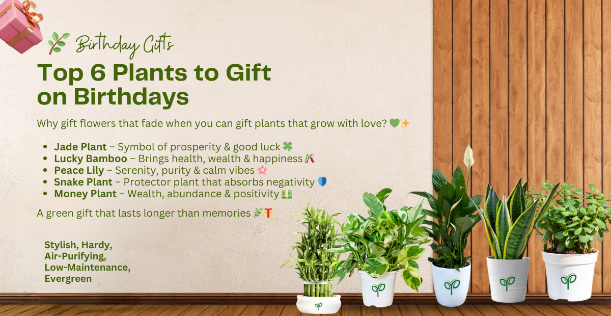 Top 6 Plants to Gift Someone on their Birthday