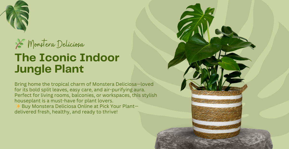 Monstera Deliciosa: The Iconic Indoor Jungle Plant You’ll Love