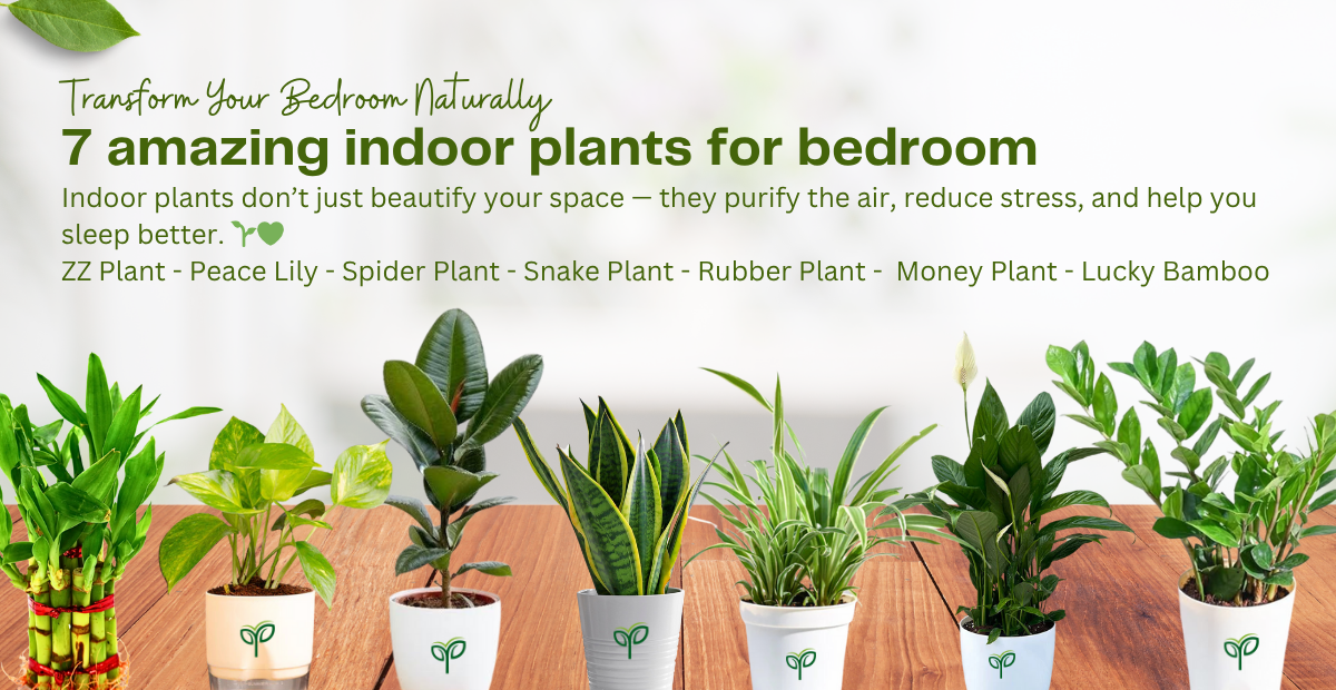 Transform Your Bedroom: 7 Top Plants for your bedroom