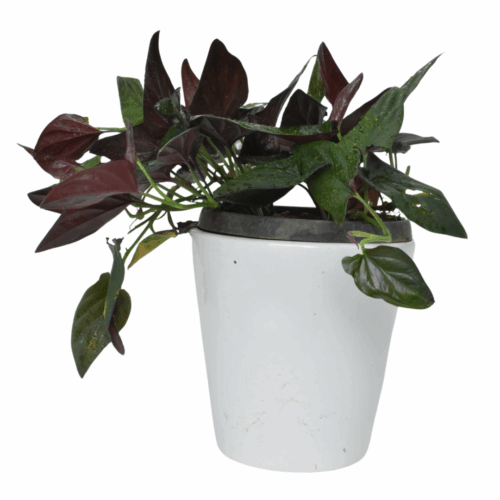 A potted black money plant sapling with deep, reddish-black and green leaves, set in a white pot on a white background.