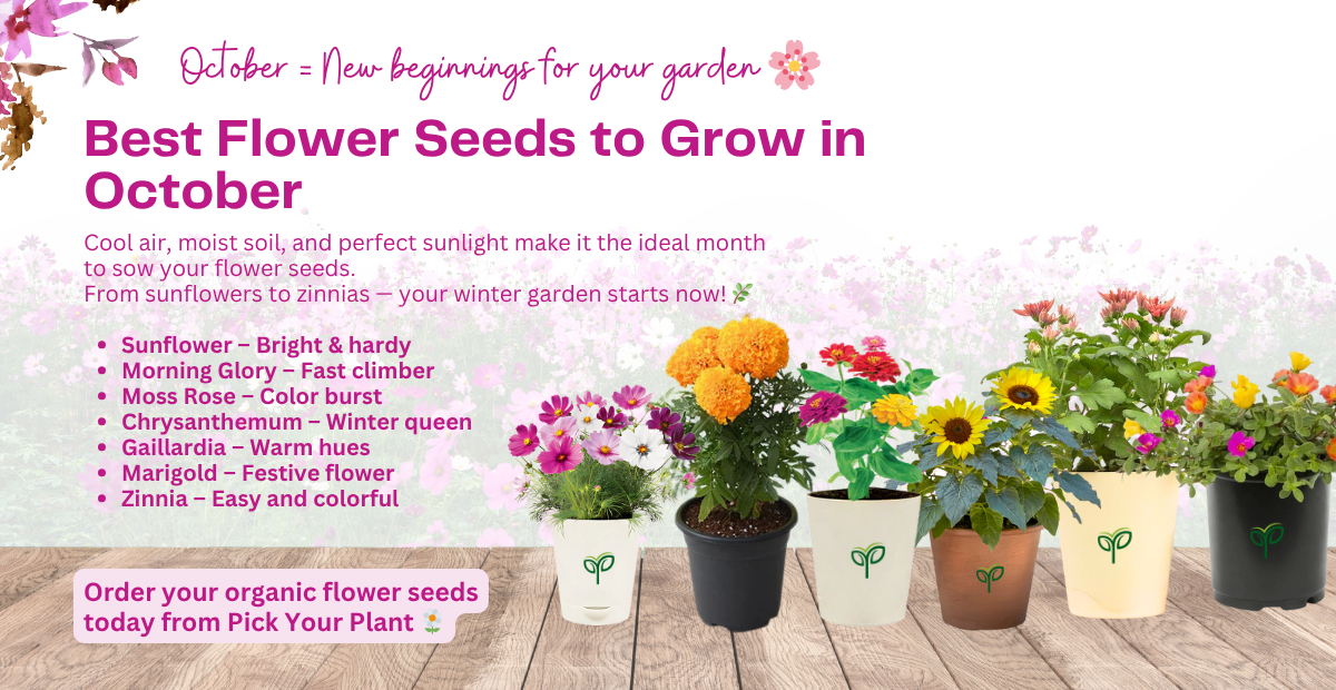 7 Best Flower Seeds to Grow in October for a Beautiful Winter Garden