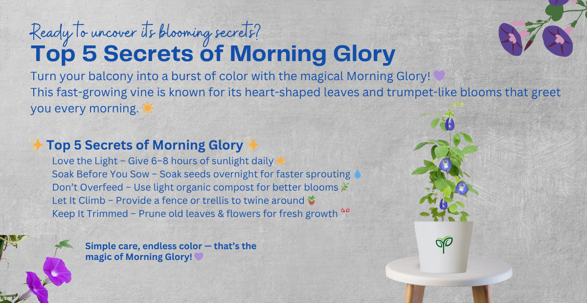 Top 5 Secrets of Morning Glory The Blooming Magic Revealed