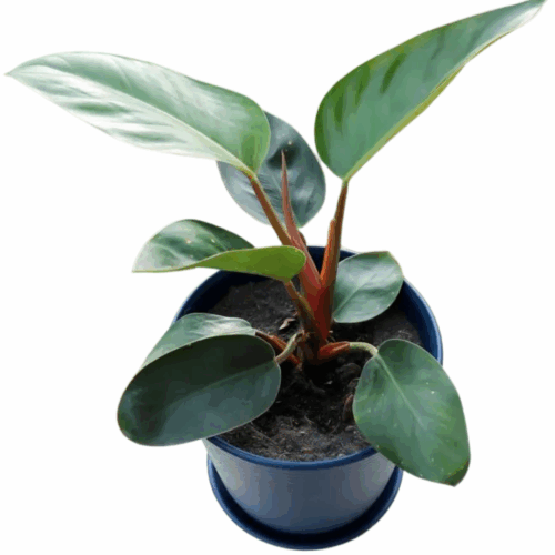 A potted Philodendron Red Congo Plant Sapling with large, glossy, dark green leaves and distinctive bright red stems and petioles, sitting in a navy blue pot.