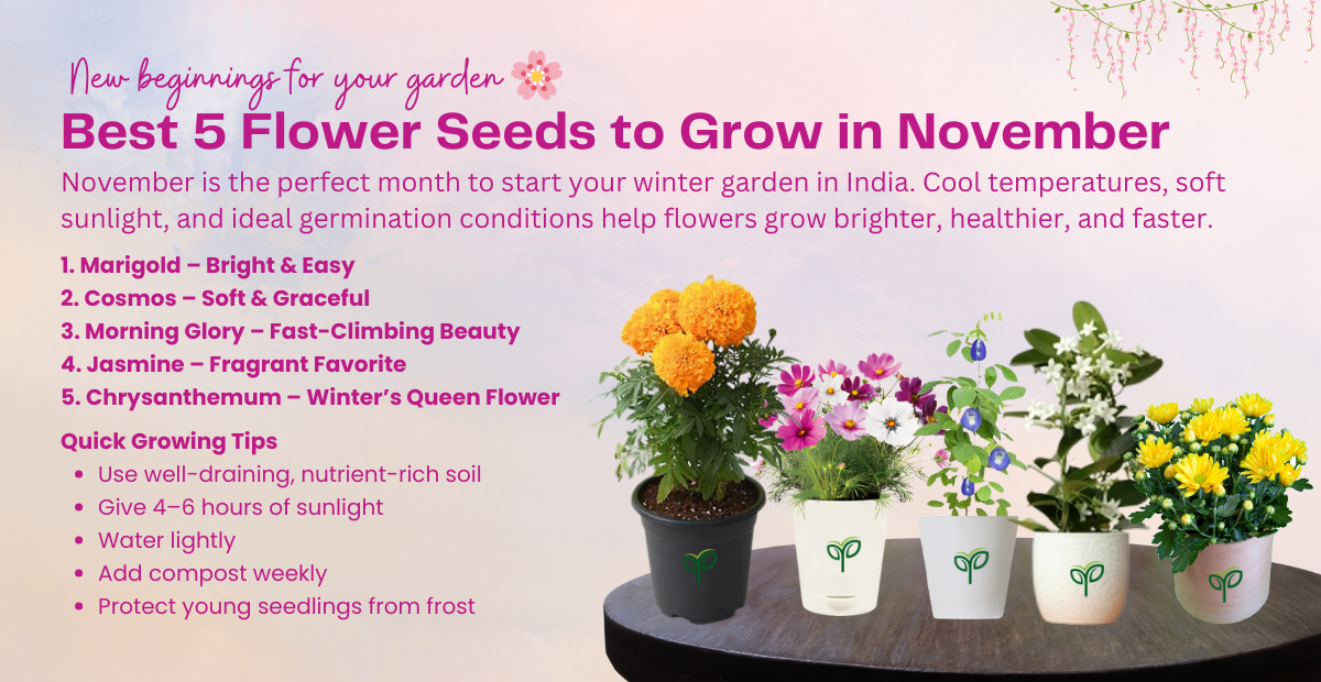 Best 5 Flower Seeds to Grow in November