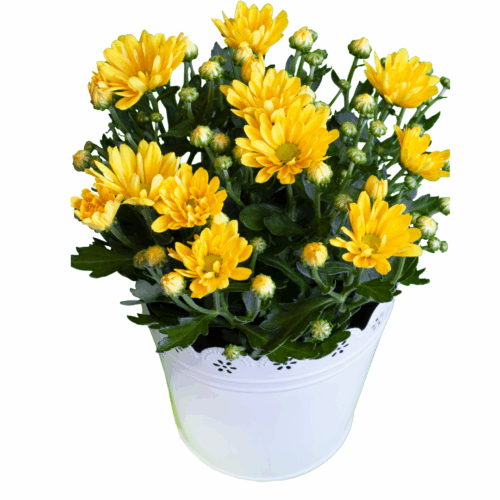 Chrysanthemum Yellow Plant Sapling image showing a dense cluster of bright yellow flowers and buds in a decorative white pot with a scalloped edge, isolated on a white background.