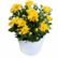 Chrysanthemum Yellow Plant Sapling image showing a dense cluster of bright yellow flowers and buds in a decorative white pot with a scalloped edge, isolated on a white background.