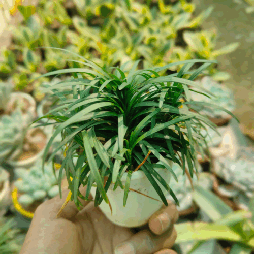 Mondo grass plant sapling image showing a small clump of deep green, strap-like leaves held in a white pot, being held up in a nursery setting.