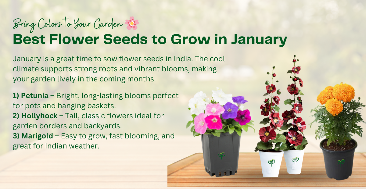 Best 5 Flower Seeds to Grow in January