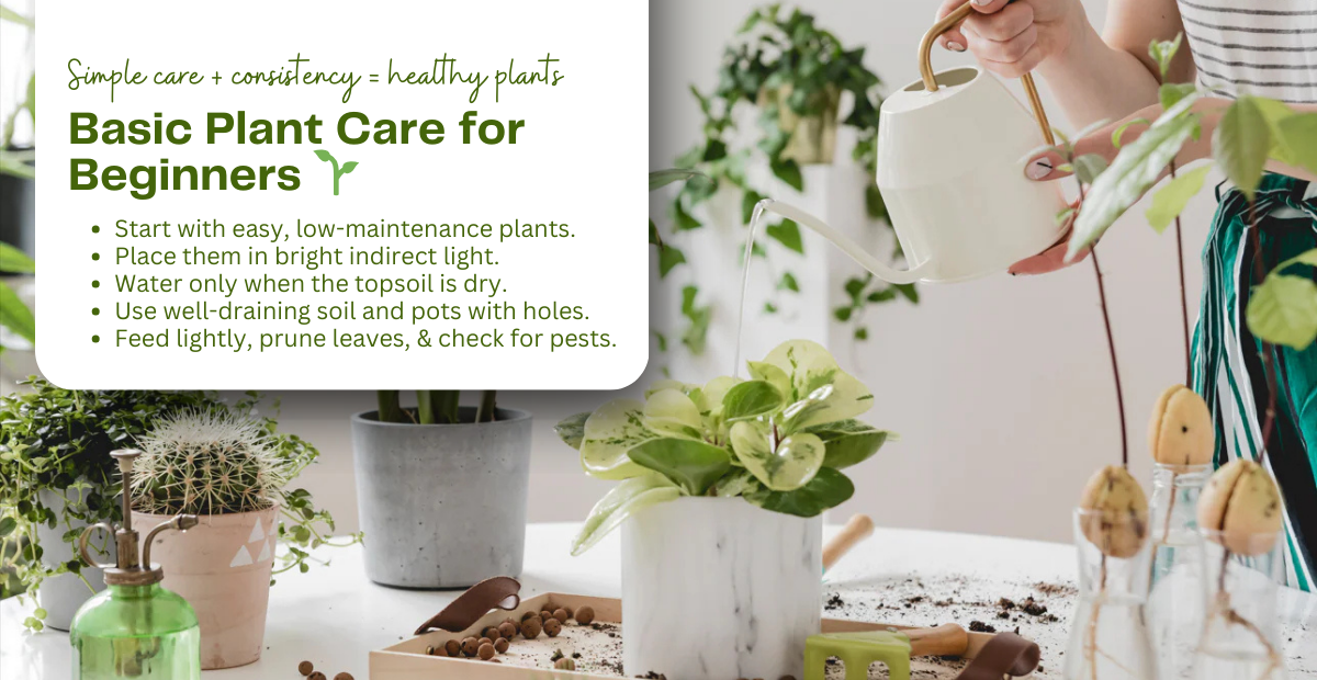 Basic Plant Care Routine for Beginners