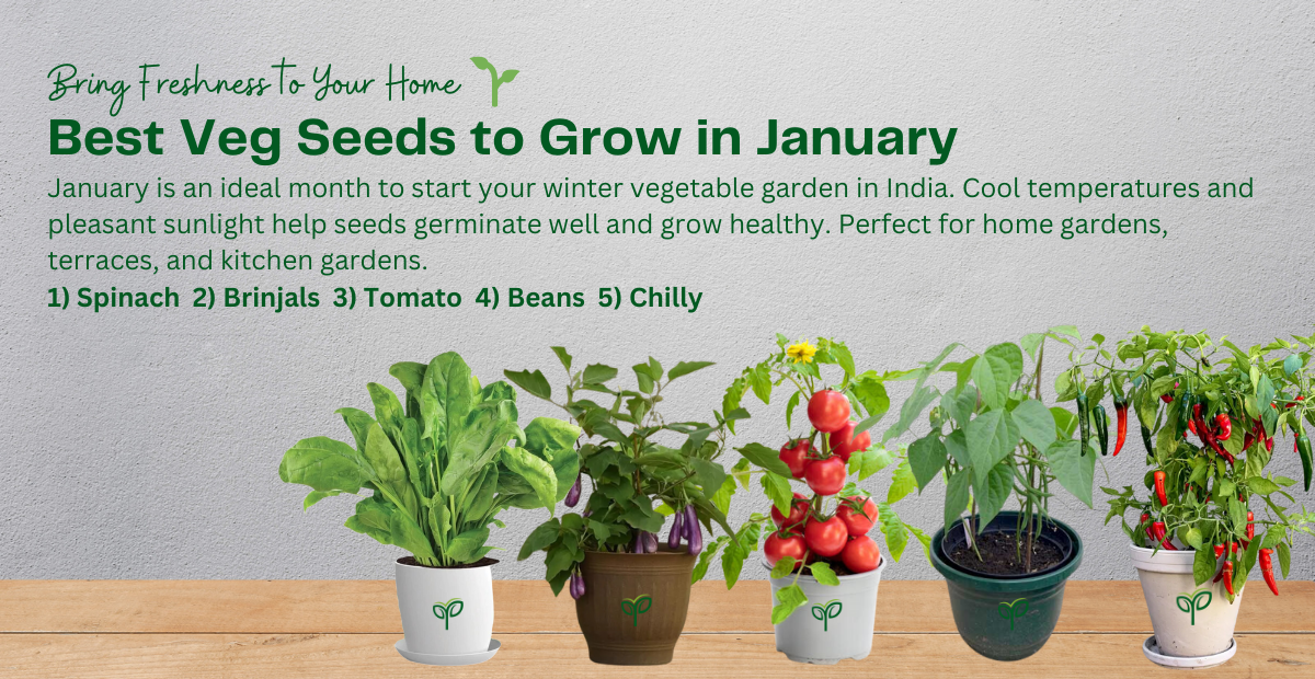 Best 5 Vegetable Seeds to Grow in January