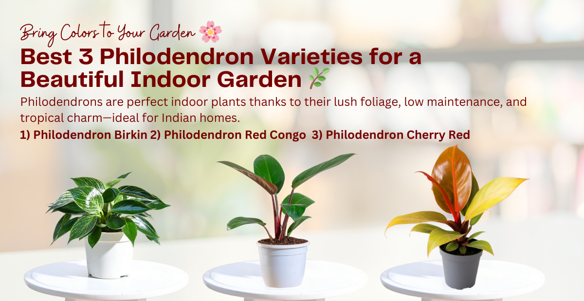 Best 3 Philodendron Varieties for a Beautiful Indoor Garden