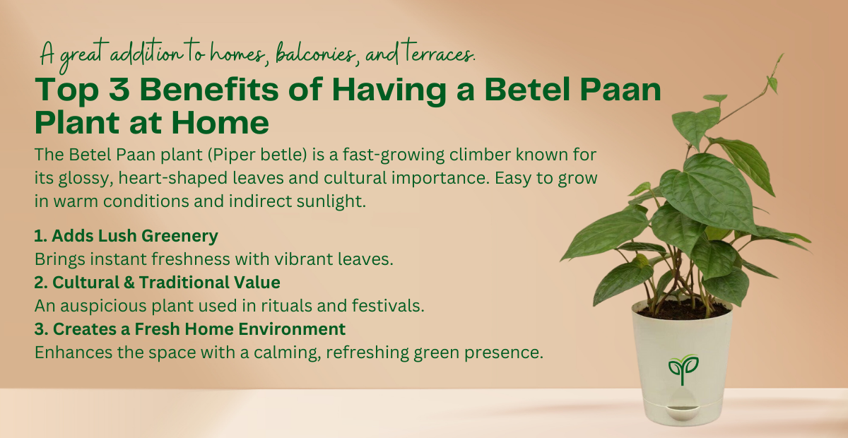 Top 3 Benefits of Having a Betel Paan Plant at Home