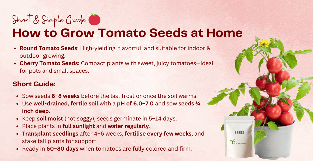 14 Tips to Grow Tomato Seeds at Home
