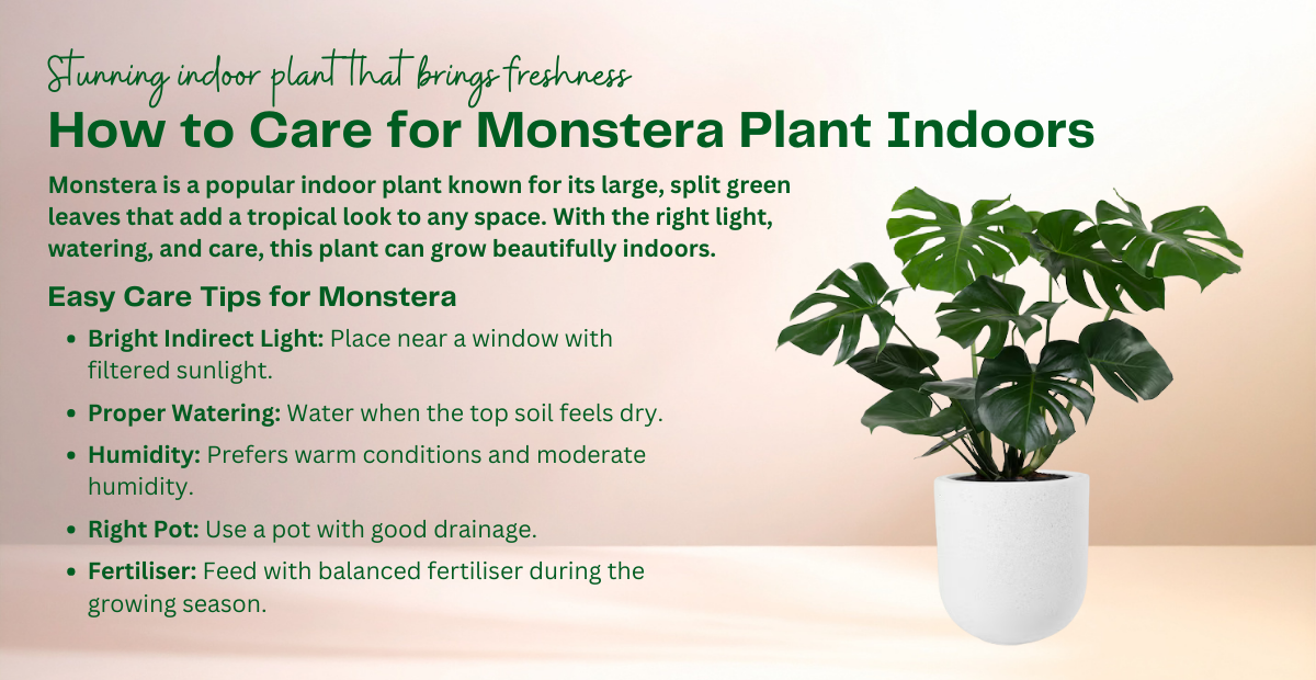 7 Tips to Care for Monstera Plant Indoors